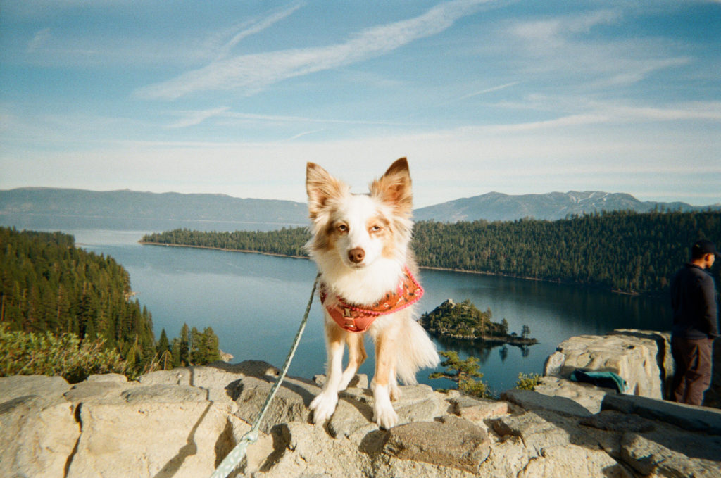 Portrait of Luna, an Aussie dog, who is glaring at the camera as if she was sick of being photographed. In the background is Lake Tahoe.