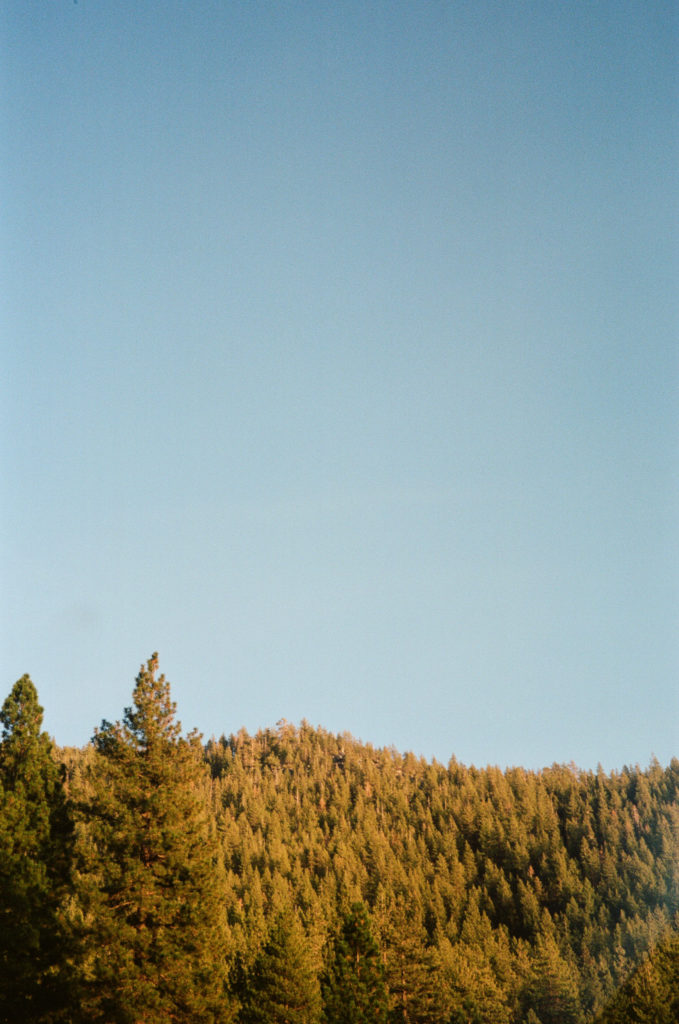 Color film photo of a treeline near Lake Tahoe in California.