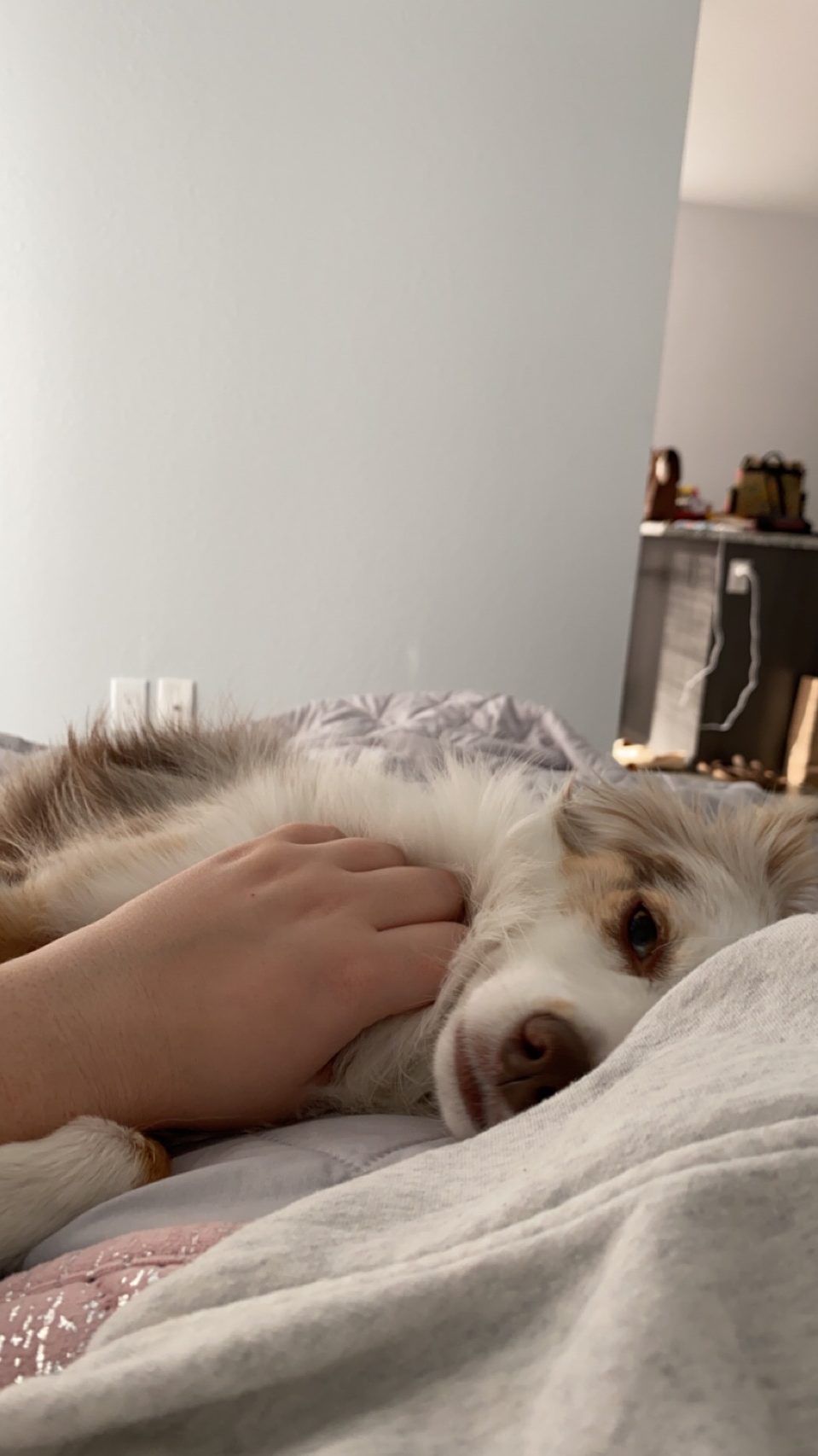 Cell phone photo of a hand petting a sleepy dog in bed.